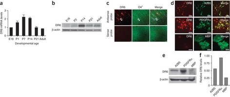 Figure 1: DR6 is expressed in oligodendrocytes.