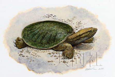 迄今世界上发现的最古老的甲鱼化石