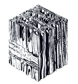 Wood Cells
