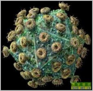 杀伤HIV病毒的抗体具有共同来源