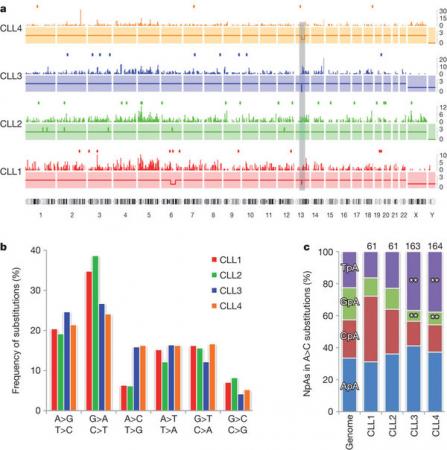Profile of somatic mutations in four CLL genomes.