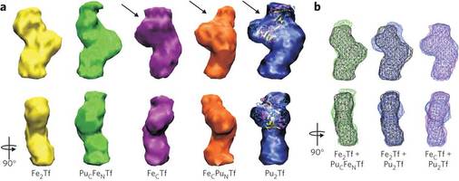 Figure 1: Structural models of bovine serum transferrins derived from SAXS show that PuCFeNTf adopts a closed conformation.