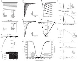 Figure 2: Stable expression of Kir2.