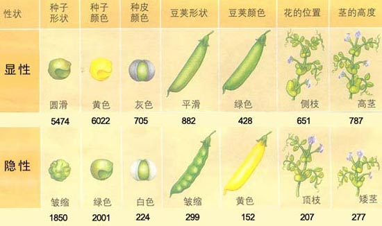 孟德尔遗学规律——豌豆实验