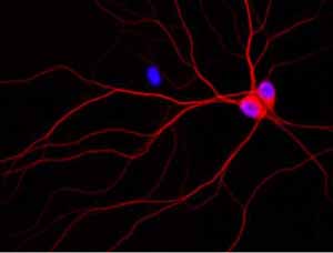 new neurons