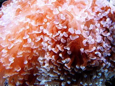 日本科学家２５日说珊瑚是在约５亿年前出现的