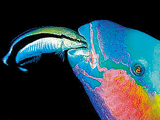 雌雄同体的生物 每只蜗牛都有"丘比特之箭"