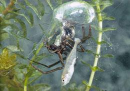 Argyroneta aquatica has no need to go back to the surface to replenish its air bubble.
