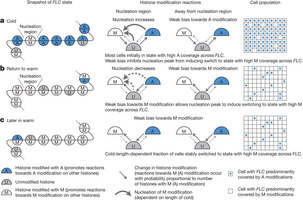 Figure 2: Schematic outline of mathematical model for FLC silencing.