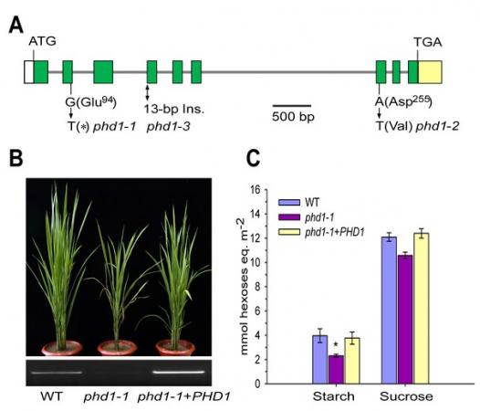 Figure 2. Molecular identification of PHD1.