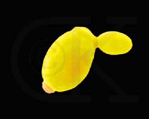 酿酒酵母中存在反义ncRNA