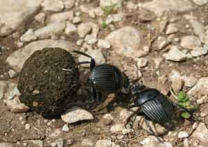 Dung beetle 