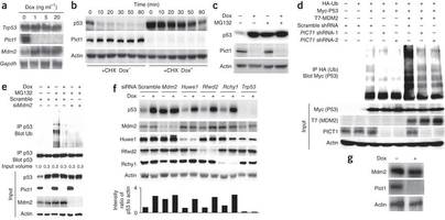 Figure 3: Pict1 deficiency inhibits Mdm2 function.