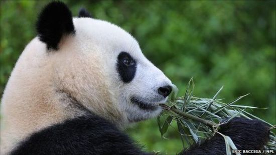 大熊猫选择栖息地受性别影响