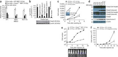 Figure 2: The role of caspase 3 in cell death–induced tumor cell proliferation in vitro and in vivo.