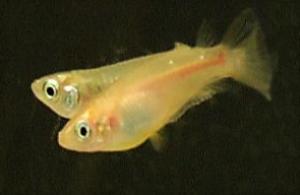 Mating dance between Japanese medaka fish. 