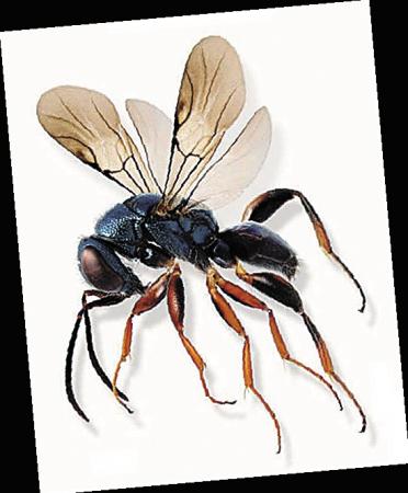 雌雄同体的生物 每只蜗牛都有"丘比特之箭"