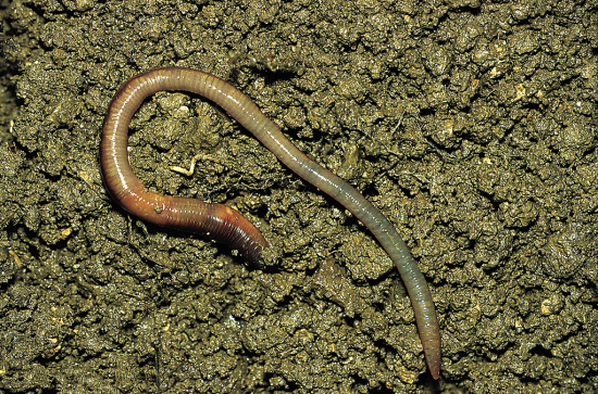雌雄同体的生物 每只蜗牛都有"丘比特之箭"