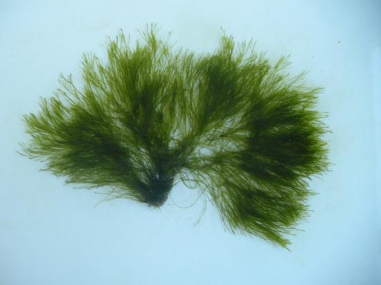 海藻有望成为未来理想的生物燃料