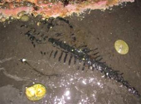 长尾海龙类爬行动物化石