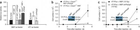 Figure 4: A role for caspase 3–activated iPLA2 (Pla2g6) in facilitating cell death–stimulated tumor cell repopulation.