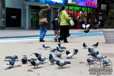 science：你相信吗？鸽子会识别人脸