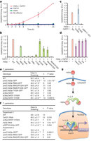 Figure 4: 14-3-3 interaction is required for OsMADS15 activation by Hd3a and OsFD1.