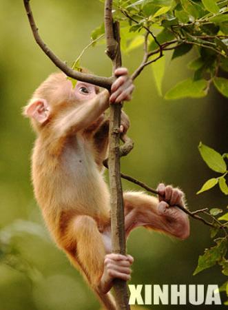 PNAS:与母亲分开可能对猕猴的焦虑具有长期的效应