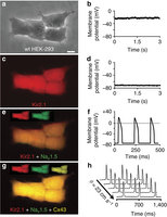 Figure 1: Stable coexpression of three genes confers impulse conduction in unexcitable cells.