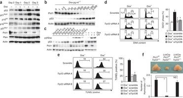Figure 2: Effects of Pict1 deficiency are p53 dependent.
