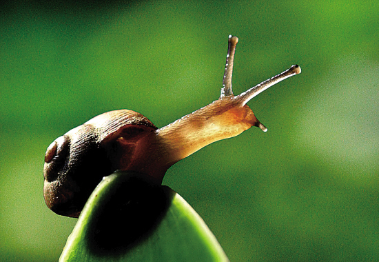 雌雄同体的生物 每只蜗牛都有"丘比特之箭"
