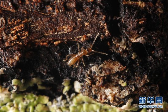 雅鲁藏布大峡谷发现罕见墨脱缺翅虫