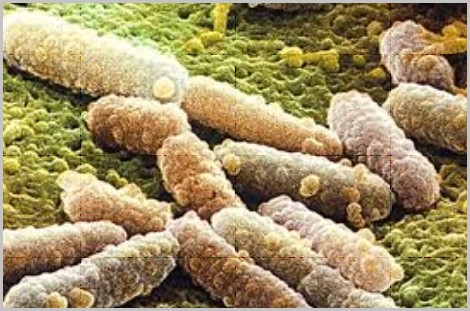 发现大肠杆菌单菌体能放电