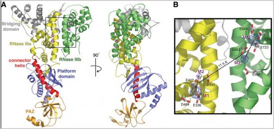 Dicer功能域的的3维结构,用于剪切miRNA