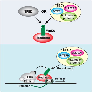 研究揭示RNA聚合酶II关键延伸过程