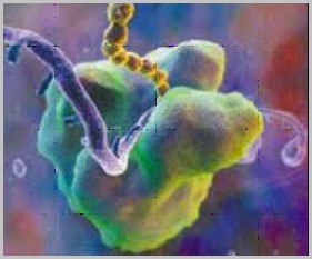 核糖体如何打开mRNA结构化区域？