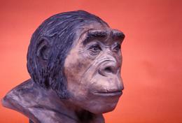 A new find has muddied the water on the origins of Homo erectus.