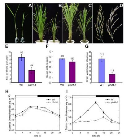 Figure 1. phd1 mutant phenotypes. 