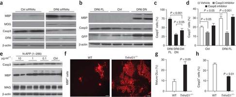 Figure 2: DR6 antagonists promote A2B5+ OPC survival and differentiation.