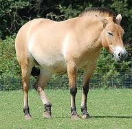 蒙古国成功繁育蒙古野马