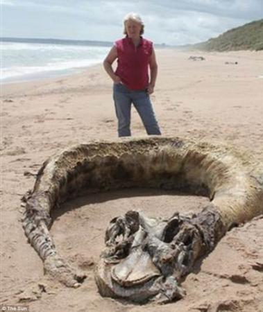 一对英国夫妇在海滩散步时发现一具腐烂的神秘海洋生物尸体