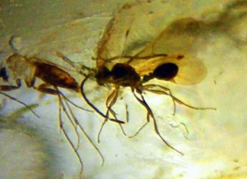 秘鲁古生物学家发现2300万年前罕见昆虫琥珀