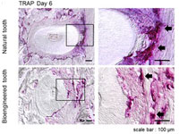 用鼠干细胞培育出了牙齿