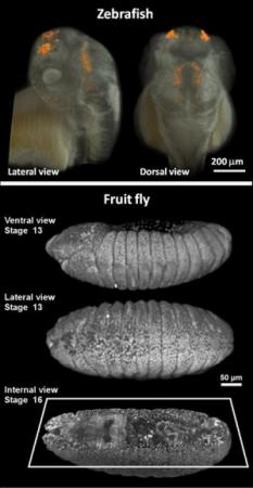Three-dimensional live imaging of zebrafish (upper panel) and fruit fly (lower panel) embryos with two-photon light sheet microscopy. The upper panel shows not only the embryo's tissue (in white) but also the expression pattern of the gene sox10 (in orange), which plays a critical role in the formation of the olfactory organ, among other things. The lower panel shows the individual cell nuclei of the fruit fly embryo, imaged at different time points during its embryonic development.