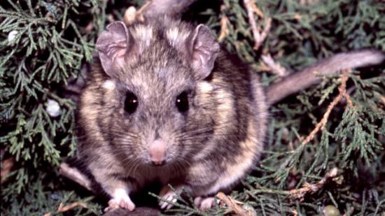 鼠类以有毒植物为食 却"百毒不侵"