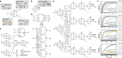 Figure 1: The seesaw gate motif and the construction of linear threshold gates.