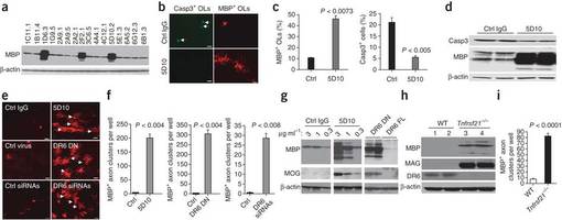 Figure 3: Inhibition of DR6 promotes oligodendrocyte survival, maturation and myelination.