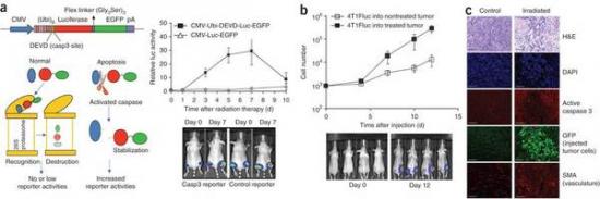Figure 3: Relationship between caspase activation and growth of injected tumor cells in the irradiated tumor microenvironment.