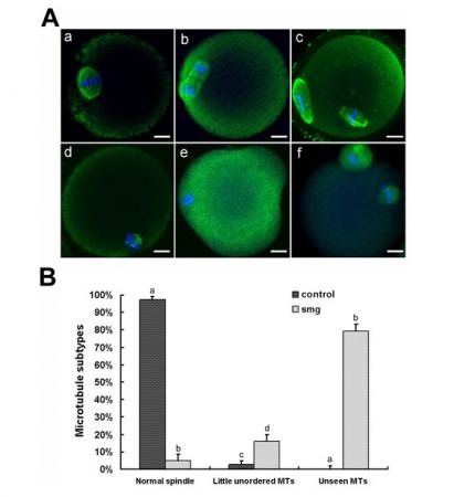 Figure 2. Simulated microgravity disrupts microtubules aggregation in mouse oocytes.