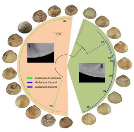 Figure . A maximum likelihood tree of barcodes from two conchologically similar Gafrarium morphospecies.